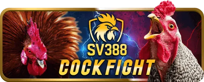 Đá gà tại jb77 casino